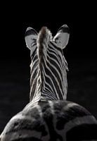 Zebra in the Shadow Light