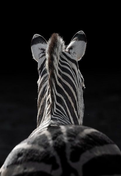 Zebra in the Shadow Light by Triki Photography