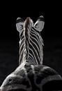 Zebra in the Shadow Light by Triki Photography thumbnail