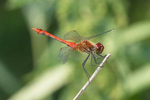 Libellule se reposant sur une branche