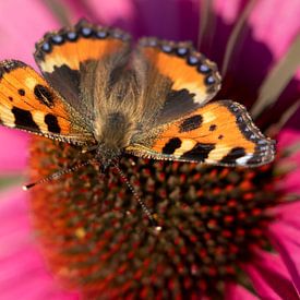 papillon sur Anneke Kroonenberg