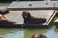 Zeeleeuw vanaf Pier 39 Fisherman's Wharf in San Francisco van t.ART thumbnail