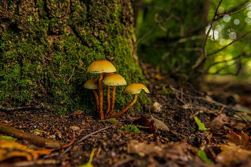 Paddestoelen op de bosgrond