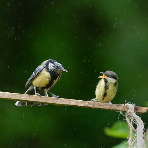 unheilvoll (Elternopfer)