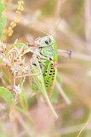 Wart-biter man in green