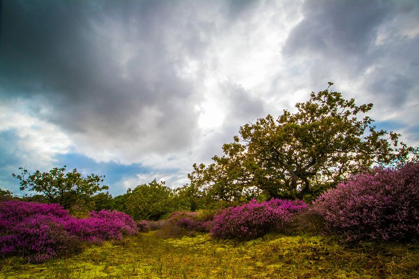 Flowering Heath 7 by peterheinspictures