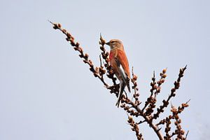 Kneu von John Leeninga