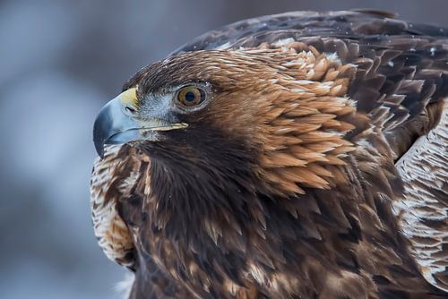 Golden eagle, Aquila chrysaetos. Bird of prey