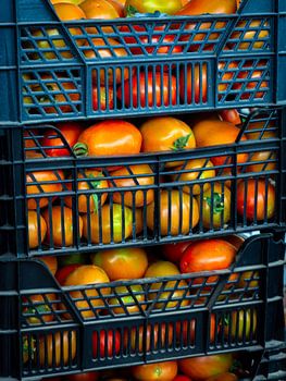 Tomatoes in crates