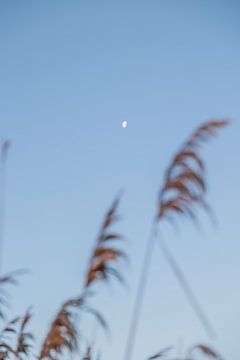 Der Mond bei Sonnenaufgang von Lydia