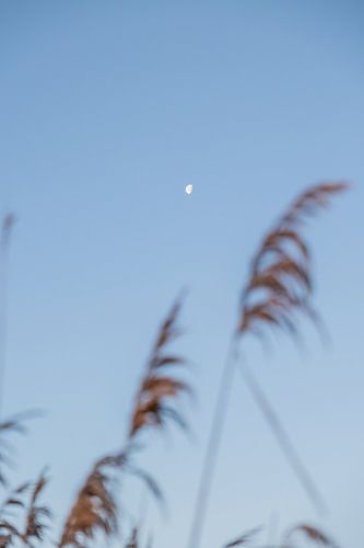 The moon during sunrise