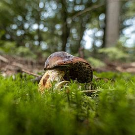 Kleine naaktslak op een grote paddenstoel van Roosmarijn Jongstra