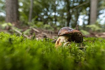 Kleine naaktslak op een grote paddenstoel van Roosmarijn Jongstra