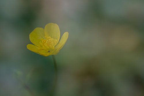 gelbe Blume in grüner Umgebung