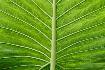 Leaf veins of green plant by Cor de Hamer