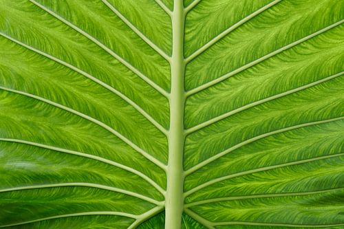 Bladnerven van groene plant