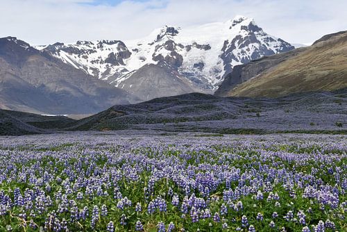 Lupine blue in Iceland