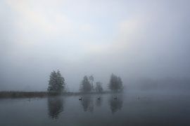 Swans on the Schwackenreuter lakes near Mühlingen on a foggy morning in September by BlattArt - Christine Horn