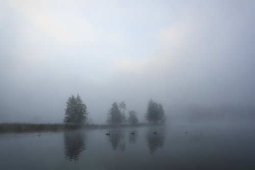 Zwanen op de Schwackenreuter meren bij Mühlingen op een mistige ochtend in september