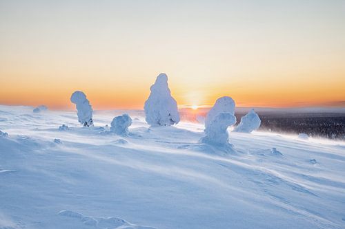 Zonsopkomst achter ondergesneeuwde bomen