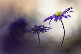 Tenderness and kindness by Bob Daalder