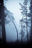 Dancing trees