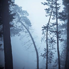 Dancing trees by Een Vrouwsel