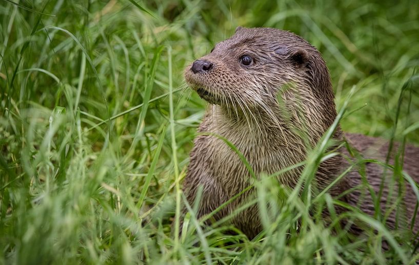 Portrait unique de la loutre d'Europe (lutra lutra) dans l'herbe par Wildlife Designs