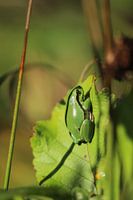 Grenouille verte sur feuille