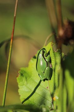 Green tree frog on leaf by Eline Lohman