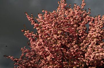 Roze bloesem tegen donkere lucht van Corinne Welp