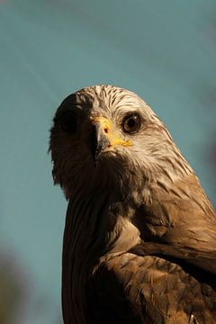 Hawk by Foto Studio Labie