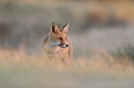 Focus by Larissa Rand thumbnail