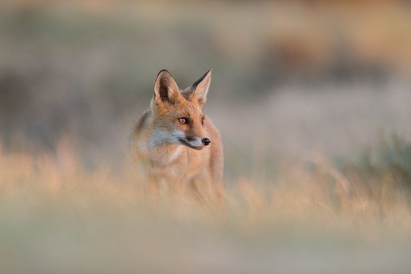 Focus by Larissa Rand