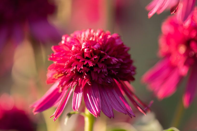 fuchsia summer splendour by Tania Perneel