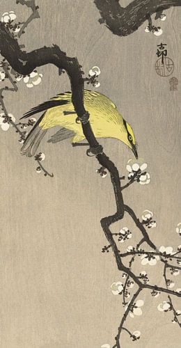 Chinese wielewaal op pruimenbloesemtak, Ohara Koson - ca. 1900
