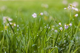 Tautropfen von Leo van Valkenburg