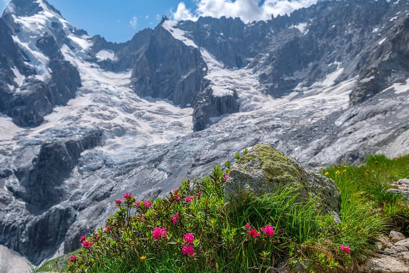 Alpenrosen von Martijn van den Hil
