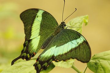 Papilio Crino Papillon vert sur Gerda de Voogd