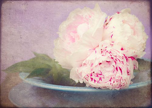 zacht wit roze rozen