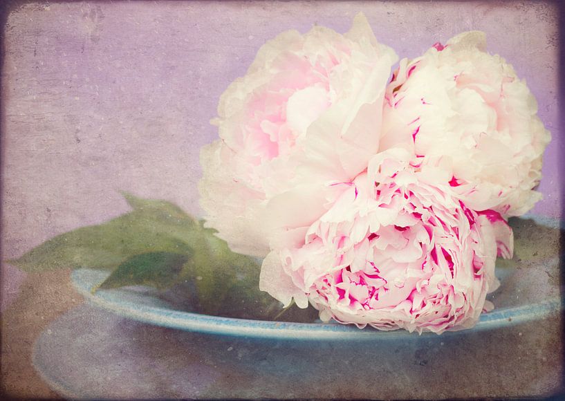 zacht wit roze rozen par Marga Goudsbloem