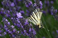 Swallowtail butterfly by Antwan Janssen thumbnail
