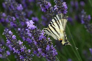 Koningspage vlinder van Antwan Janssen