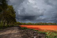 Dreigende wolkenlucht boven tulpenveld van Coby Koops  natuurkieker.nl thumbnail