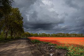 Threatening clouds above tulip field by Coby Koops  natuurkieker.nl