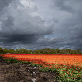Dreigende wolkenlucht boven tulpenveld van Coby Koops  natuurkieker.nl