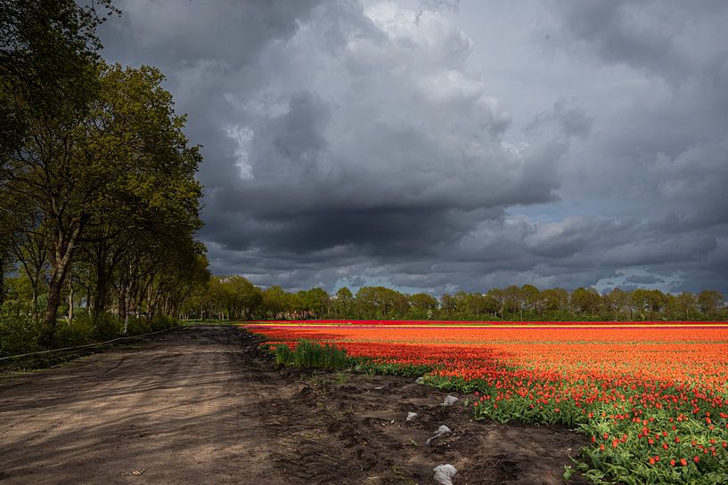 Dreigende wolkenlucht boven tulpenveld van Coby Koops  natuurkieker.nl