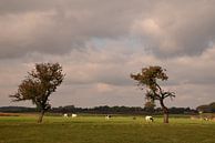 Een typisch Haspengouws landschap van Maarten Honinx thumbnail