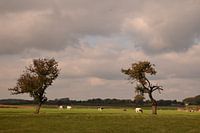 Een typisch Haspengouws landschap