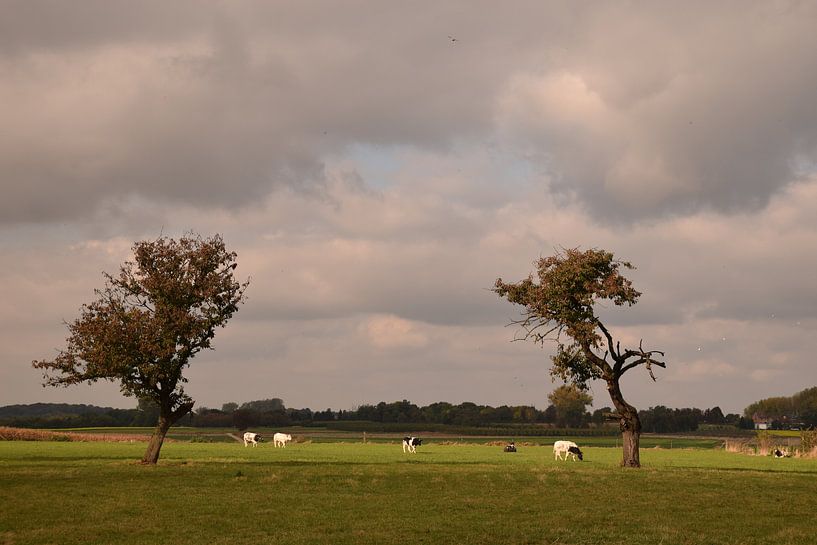 Een typisch Haspengouws landschap van Maarten Honinx